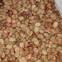 بذر باقاله