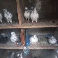 کبوتر پرشی،نسل خوب و سودار