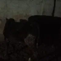 دوراس گوساله سیمینتال