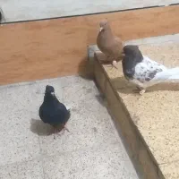 کبوتر|پرنده|خرمشهر, |دیوار