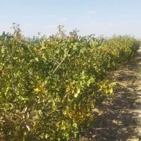 فروش زمین ۱ هکتار  فقط حبه ای 1500