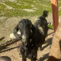 شهرستان لنده