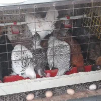 مرغ تخمگذار و قفس صنعتی