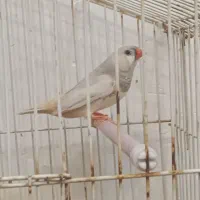 فنج اروپایی زیبا