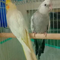 عروس هلندی نرو ماده