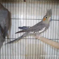 طوطی عروس بالغ وجفت|پرنده|بهبهان, |دیوار