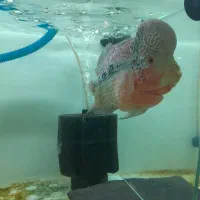 انواع ماهی گیاهخوار و گوشتخوار کت|ماهی|فردیس, ثابتی|دیوار