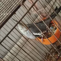 عروس هلندی سرحال سالم چند ماشه دستی