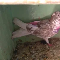 کفتر|پرنده|گلپایگان, |دیوار