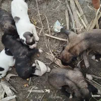 توله سگ 4ماده 2نر دارای تخفیف