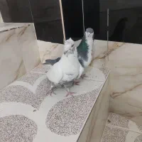 طوقی خوشرنگ دمبی|پرنده|مبارکه, |دیوار