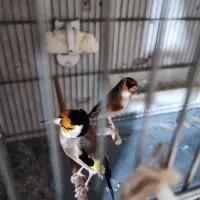 سهره نشوندار سیاه سر چونه سفید چهار گل