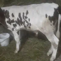 گوساله نر دورگ مونت سمینتال سفید قهوه ای