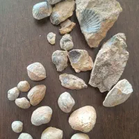 فسیل صدف دو کفه ای