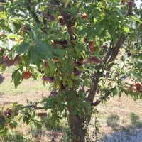 زمین زراعی باغ