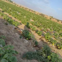 فروش مستقیم بامیه از مزرعه|خوردنی و آشامیدنی|قم, بنیاد|دیوار