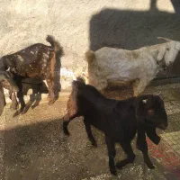 گوسفند فروشی|حیوانات مزرعه|زاهدان, |دیوار