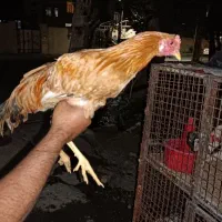 همه مدل خروس سرحال 400|حیوانات مزرعه|مشکین‌دشت, |دیوار