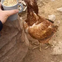 مرغ لاری
