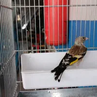 جوجه سهره
