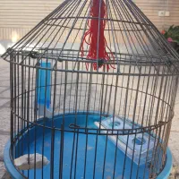 قفس طرقه|لوازم جانبی حیوانات|شاهین‌شهر, شهرک گلدیس|دیوار