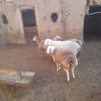 گوسفند،میش، بره، نر ، ماده|حیوانات مزرعه|مود, |دیوار