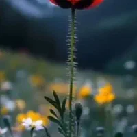 کار در ارگان دولتی بصورت پیمانی یا قراردادی