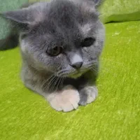 گربه نژاد بریتیش اسکاتیش، جنسیت ماده