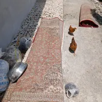 فرش