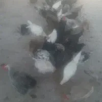 تعداد ۷۰ عدد مرغ تخمگذار و خروس محلی،گلپایگانی