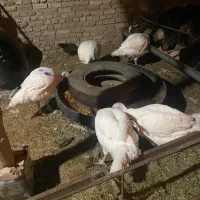 بوقلمون گوشتی