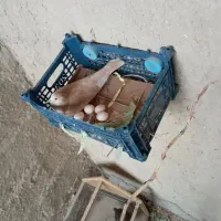 گپوت خانگی|پرنده|سراوان, |دیوار