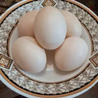 تخم اردک نطفه دار