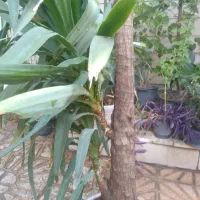 گل یوکا|گل و گیاه طبیعی|تهران, تاکسیرانی|دیوار