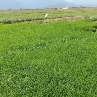 بزرشالی نود روزه