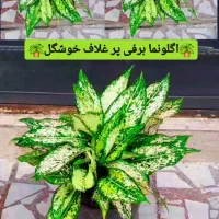 فروش گل و گیاه طبیعی|گل و گیاه طبیعی|رشت, عینک|دیوار