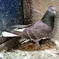 کبوتر|پرنده|قم, چهار مردان|دیوار