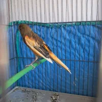 قناری ابلغ سرخ جوجه امسال|پرنده|صدرا-فارس, فاز ۲|دیوار