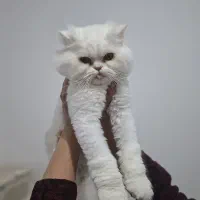 گربه بریتیش|گربه|مشهد, شهرک مهرگان|دیوار