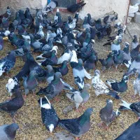 کبوتر پرشی در بیله سوار