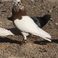 کفتر طوقی سینه سفید