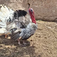 بوقلمون خانگی