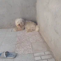 سگ پاکوتاه