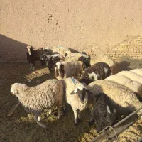 بره بز گوسفند چپش بزغاله میش شیشک گاو گوساله|حیوانات مزرعه|اصفهان, آزادان|دیوار
