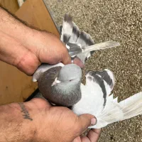 ۷تا کفتر درجه یک برای بلندی|پرنده|تهران, باغ خزانه|دیوار