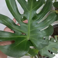 گل برگ انجیری ودیفن|گل و گیاه طبیعی|شیراز, منطقه هوایی شهید دوران|دیوار