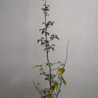 ریشه پرتقال