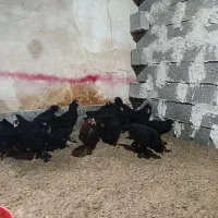 جوجه مرغ|حیوانات مزرعه|بهبهان, |دیوار