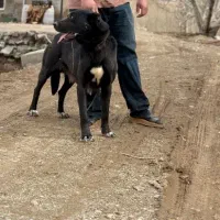 سگ سرابی اصیل