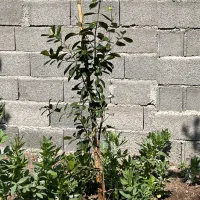 نیازمند فروشنده لوازم پزشکی